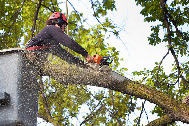 How Our Tree Care Process Works  in  Washington Terrace, UT